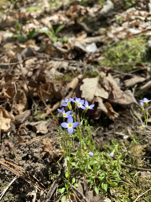 Houstonia caerulea, commonly known as azure bluet