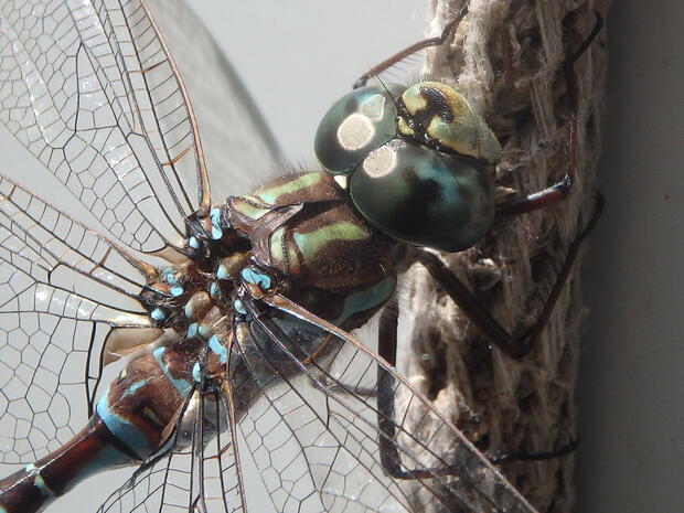 dragonfly closeup
