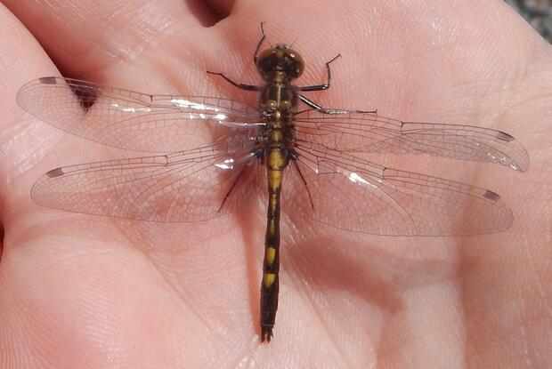 Born for summer: Dragonflies are emerging | Mass.gov
