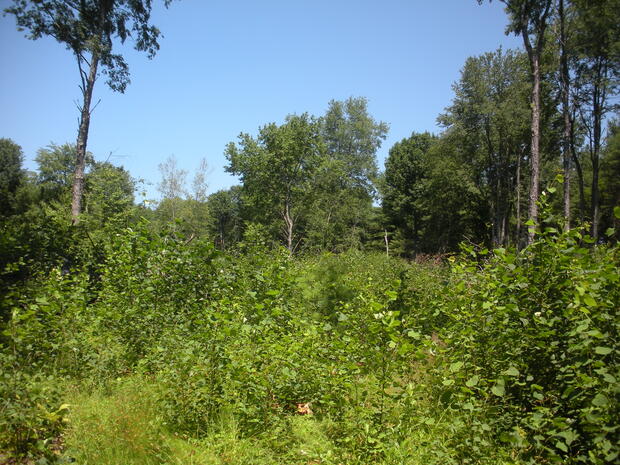 young forest habitat