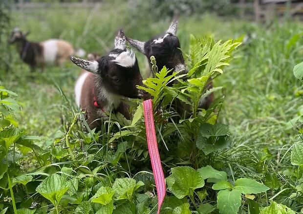 Baby goats munching on plants.