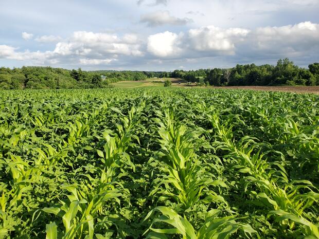 Acres of crops growing under the bright sun.
