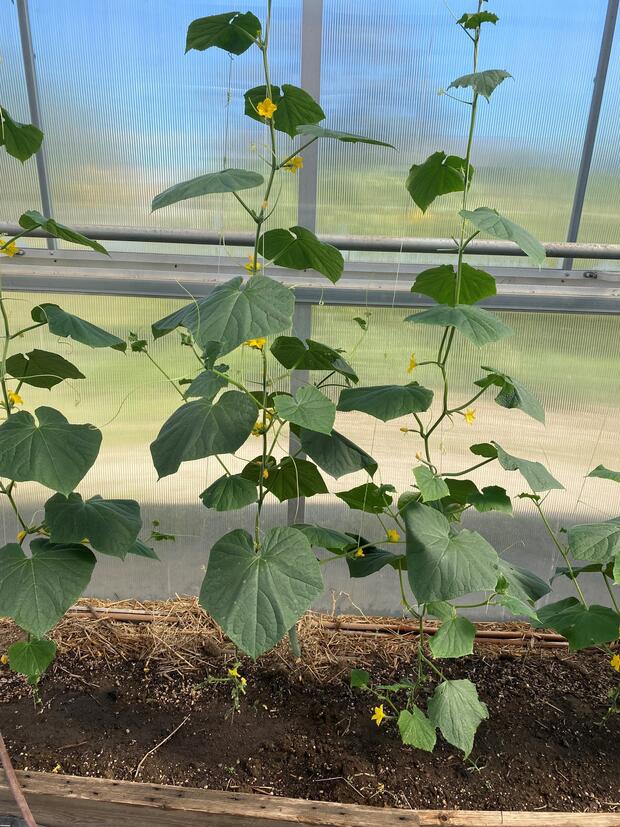 Plant growing in an indoor greenhouse.