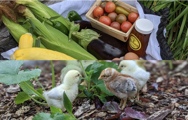 A variety of vegetables, a jar of honey, along with chicks meandering through garden.