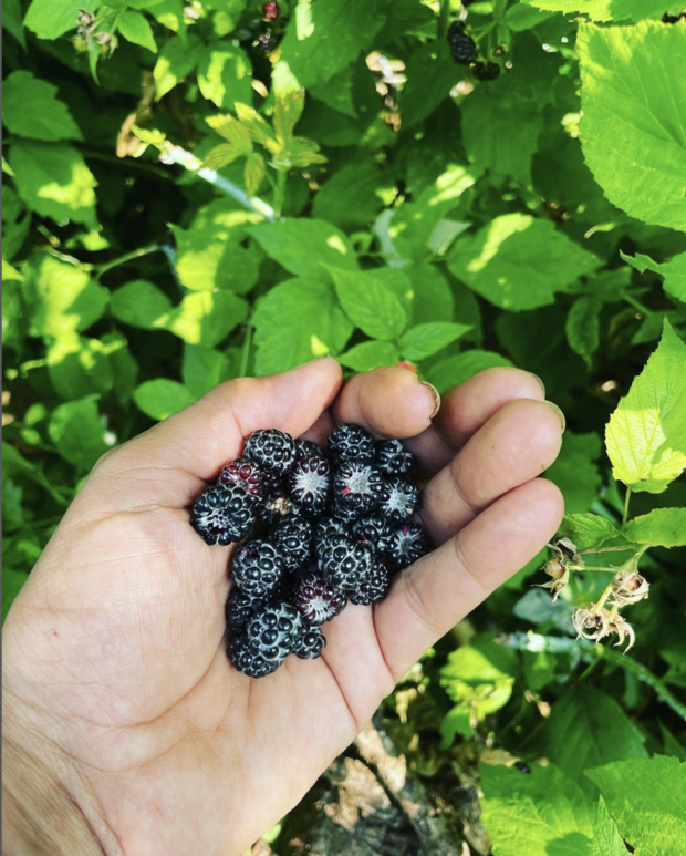Justine holding berries harvested from her garden.