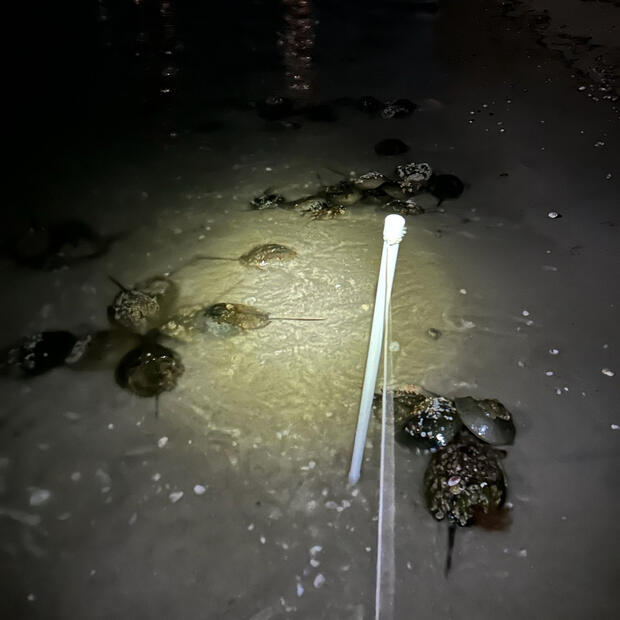 Horseshoe crab monitoring at night.
