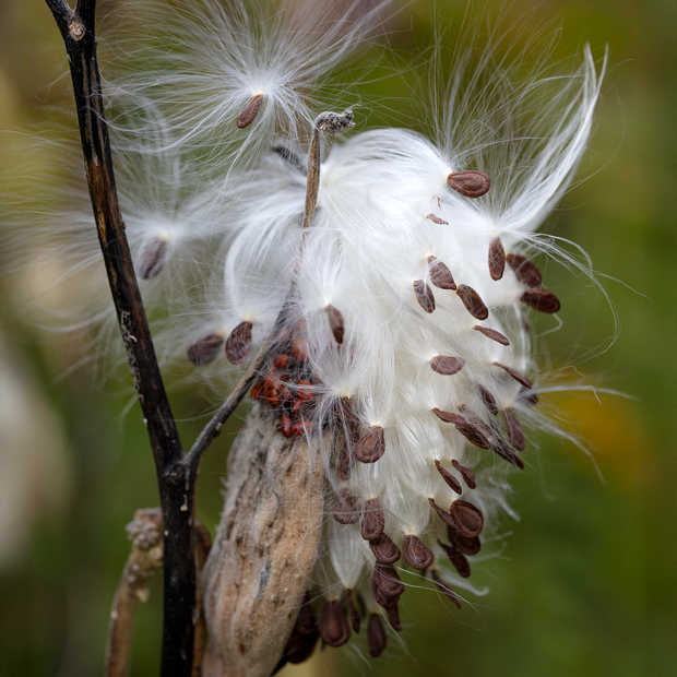 milkweed fluff