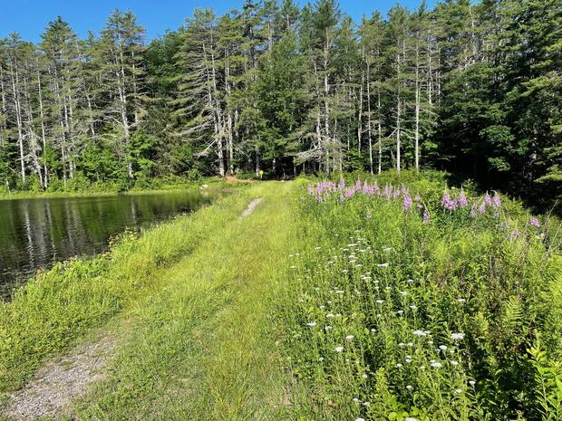 A fishing spot by the shore surrounded by trees and wildflowers