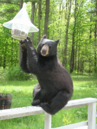 Bear at bird feeder