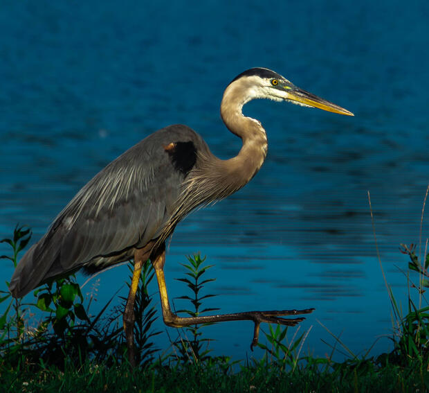 great blue heron