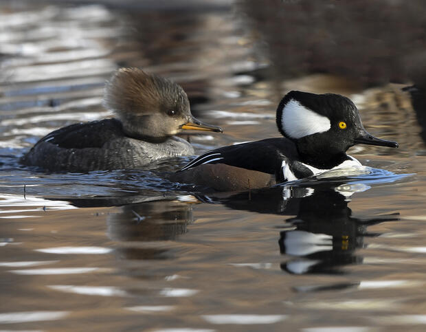 hooded merganser