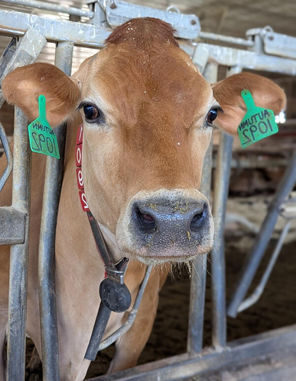 A brown dairy cow in her stall looking at the camera