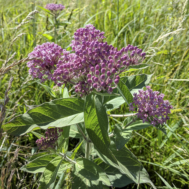 swamp milkweed