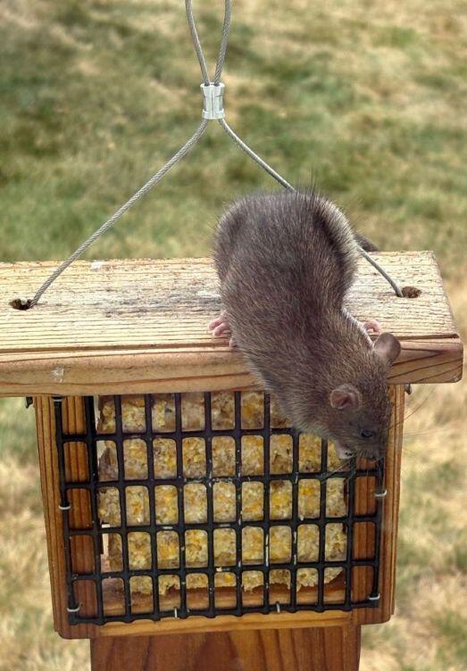 Rat on bird feeder