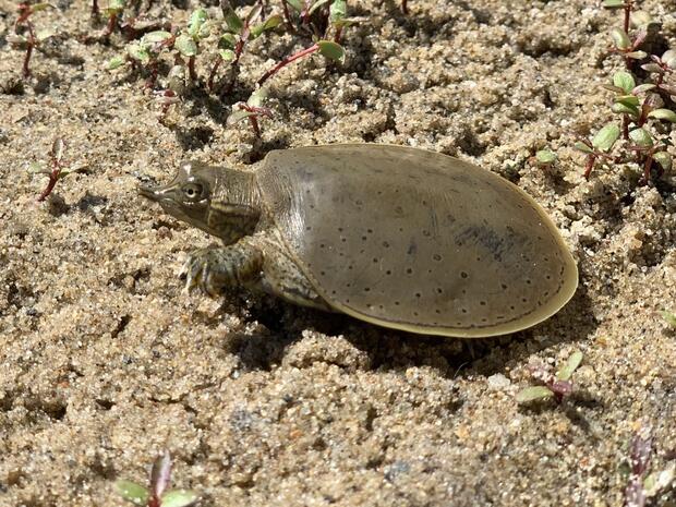 Spiny softshell turtle