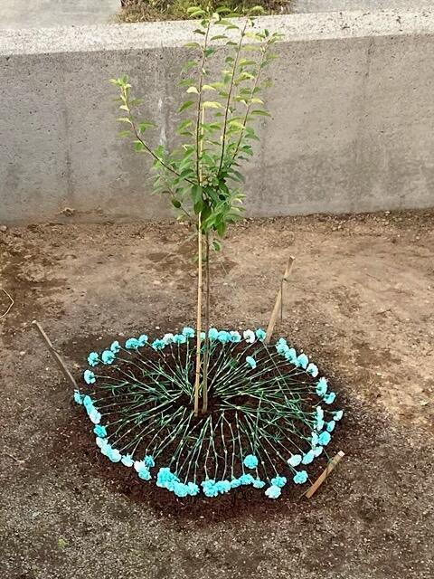 A small tree planted in the ground with a ring of teal-colored carnations at the base.