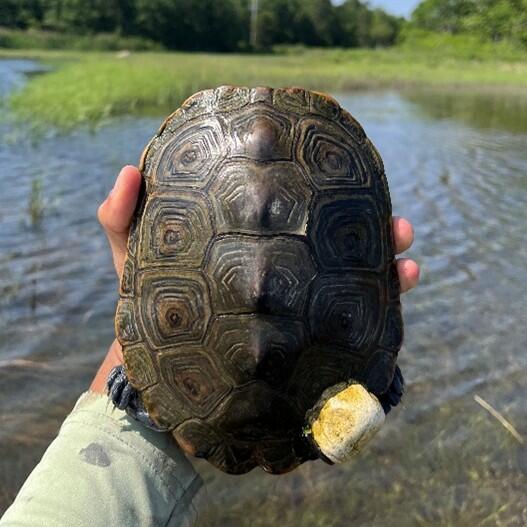 terrapin tagging