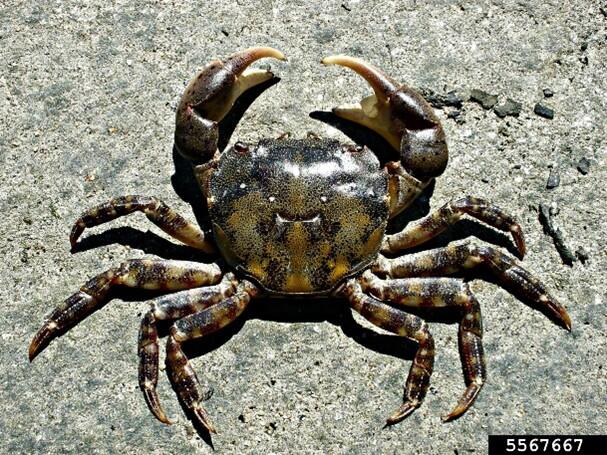 Asian shore crab