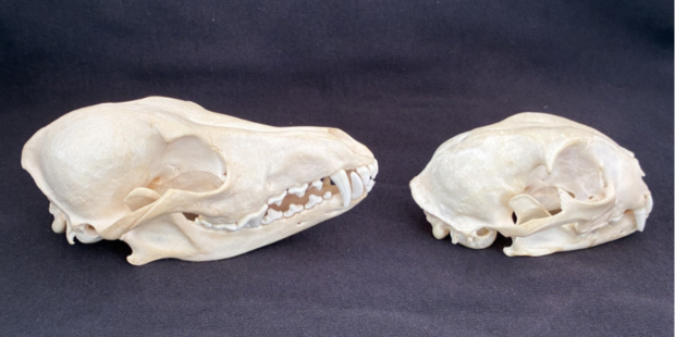 Coyote and bobcat skulls