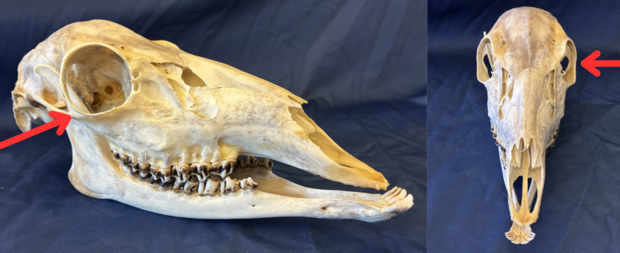 Deer skull