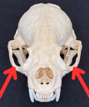 Otter skull
