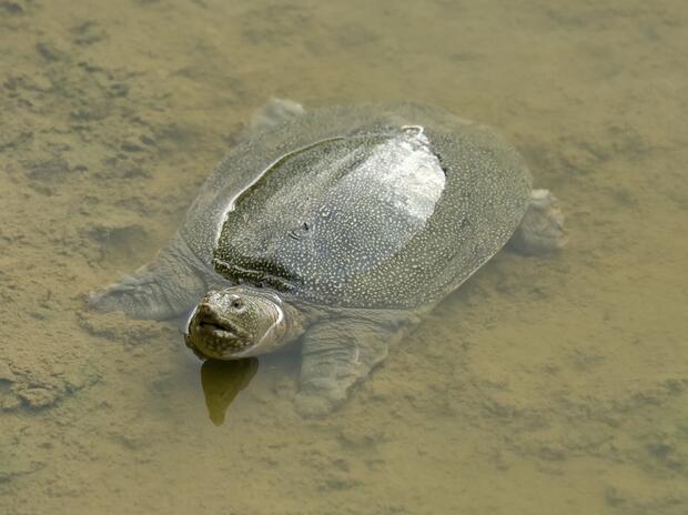Chinese softshell turtle