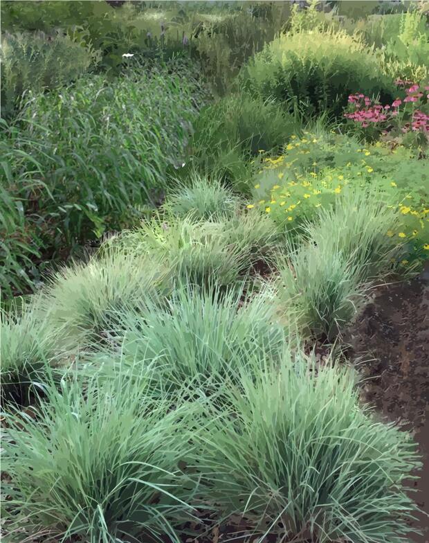 Illustration of a vegetated swale showing a mix of grasses and a few perennials that collects rainwater.