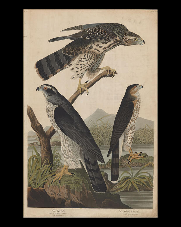 Audubon Plate 141 featuring the Goshawk and Stanley Hawk
