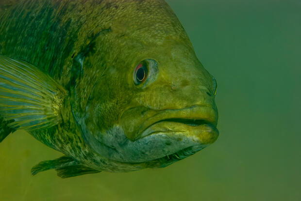 Largemouth bass