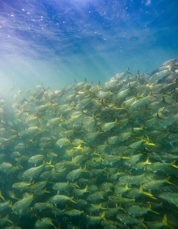 A large school of menhaden underwater swims near the surface.