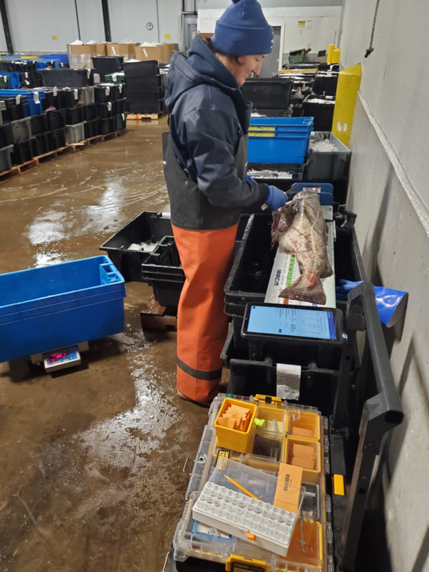 DMF scientist measures fish on electronic measuring device. 