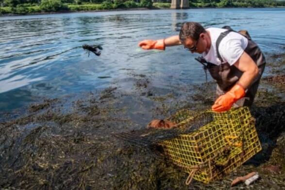 Man stands in water with lobster cage and tosses lobster into water. 