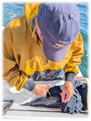 DMF scientist in yellow jacket inserts tag into fish on table onboard a boat. 