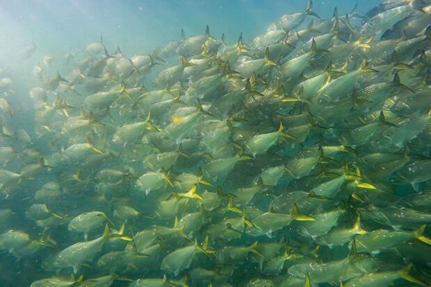 A large school of menhaden swims underwater near the surface. 