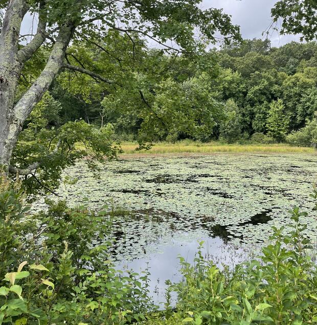 swamp