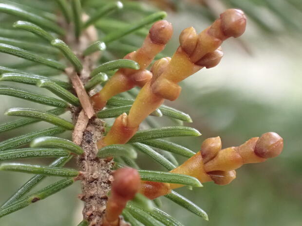eastern dwarf mistletoe on a black spruce branch