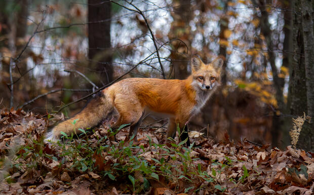 a red fox in a wooded area in the winter