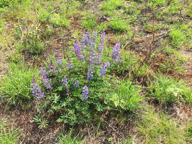 a wild lupine bush on a WMA