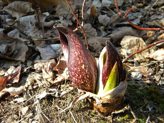 a skunk cabbage