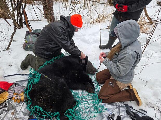 Trained staff conducting black bear research