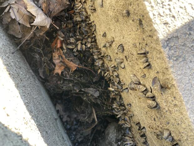 Looking down into gap between cement structures showing many attached zebra mussels.