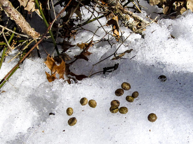 New England cottontail scat on top of snow