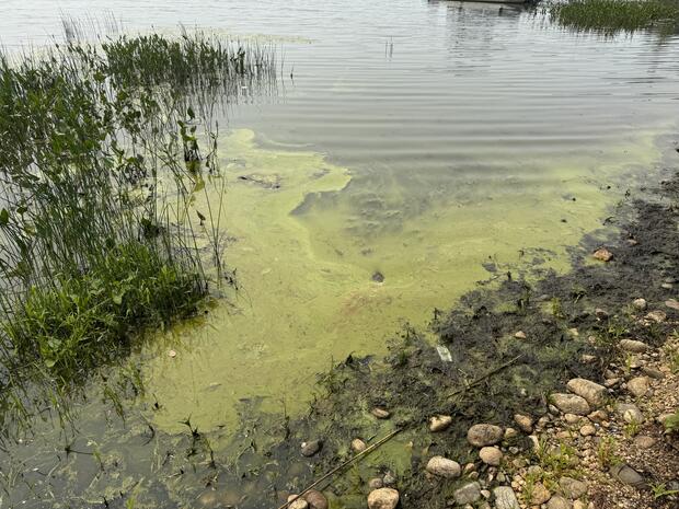 Example of cyanobacteria bloom in a lake.