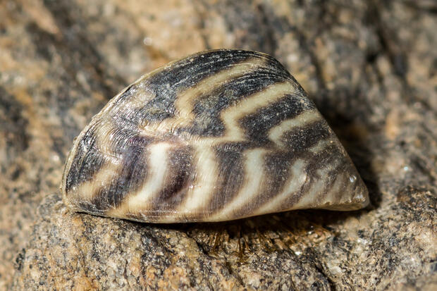 Zebra mussel showing its distinctly striped shell on a rock background.