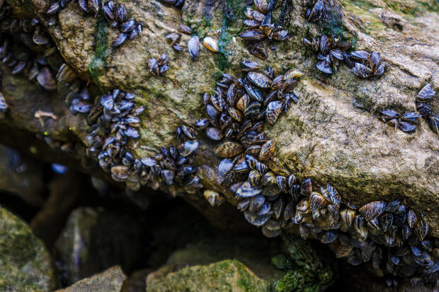 Zebra mussels attached to rock substrate.