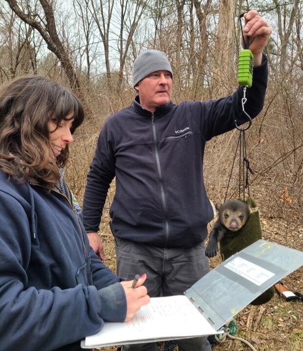 Bear cub being weighed