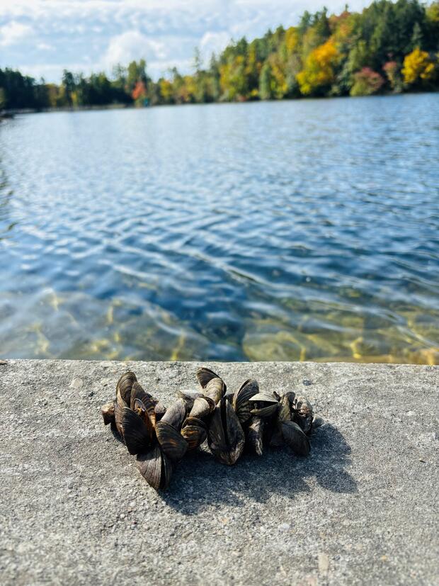 Zebra mussels cluster on cement surface with lake in background.