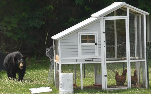 Black bear approaching chicken coop