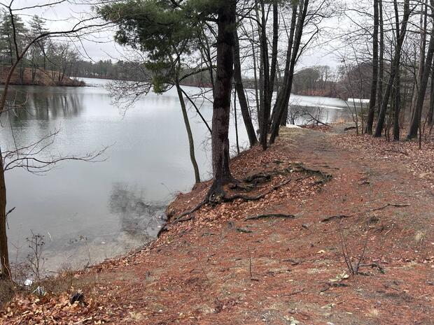 the shoreline of dug pond with good shore fishing access