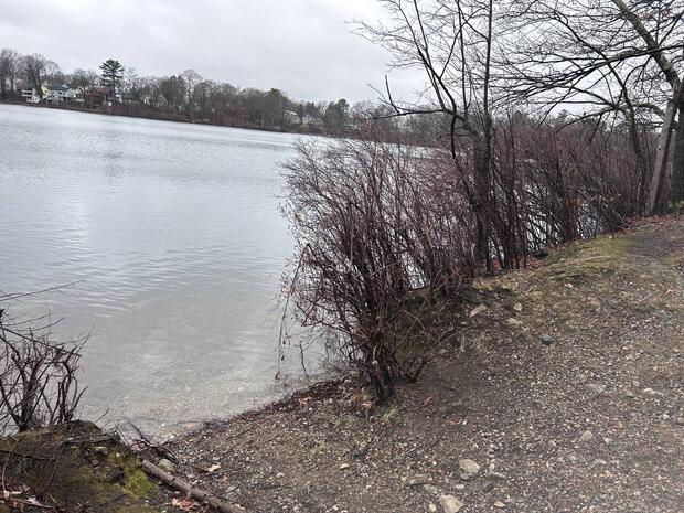 the shoreline of Learned Pond with a small gravel open access to the water